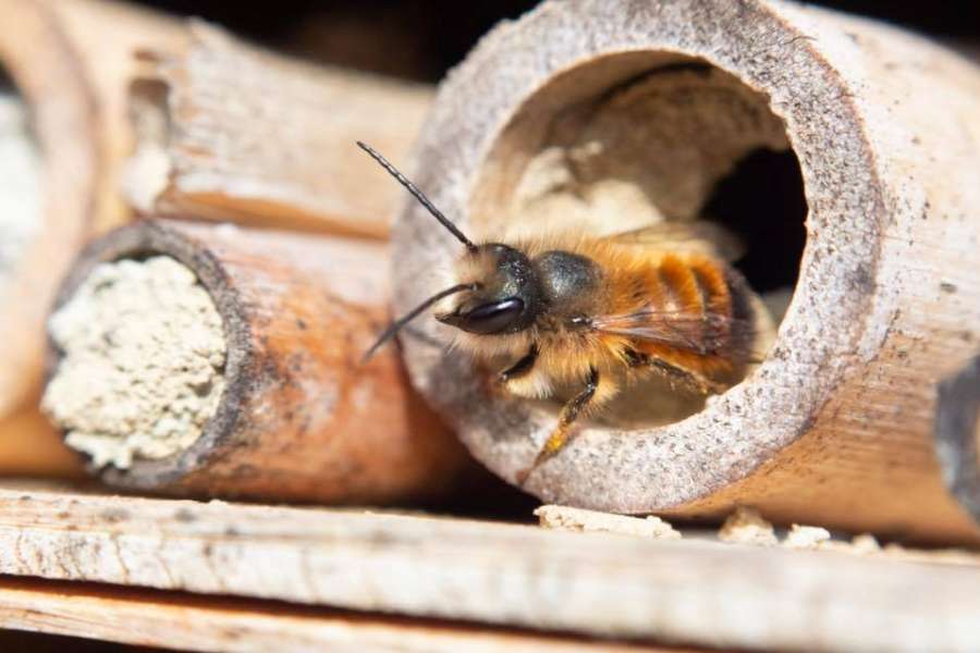Bienen